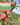 Book cover of 'Apples of New England: A User's Guide' with apples and orchard background.