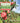 Book cover of 'Apples of New England: A User's Guide' with apples and orchard background.
