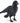 Black crow puppet on a white background